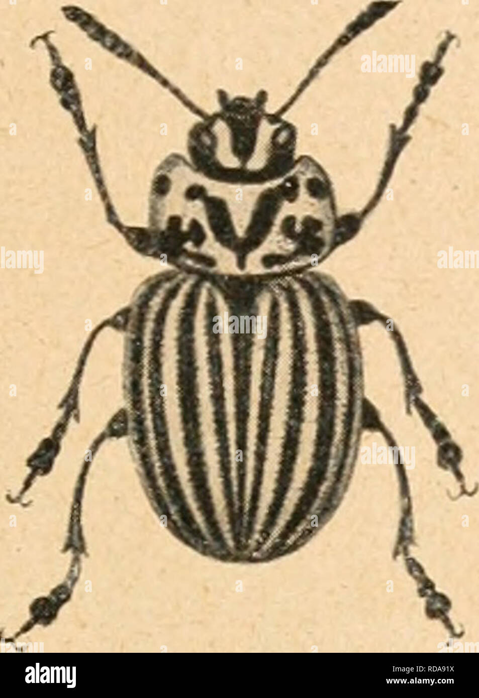 . Einführung in die Vererbungswissenschaft in zwanzig Vorlesungen für studierende, ärzte, züchter. Heredity. — 407 — dayaria des Birkenspanners Amphidasys betulariae, den Standfuss ebenfalls als Mutanten entstehen sah, von der Cymatophora or albin- gensis, deren Auftreten in Hamburg genau registriert werden konnte, wie noch von anderen Melanismen. Auch albinistische Mutanten sind in den verschiedensten Teilen des Tierreiches, bei Insekten, Vögeln, Säugetieren, nicht selten.. Please note that these images are extracted from scanned page images that may have been digitally enhanced for readabili Stock Photo