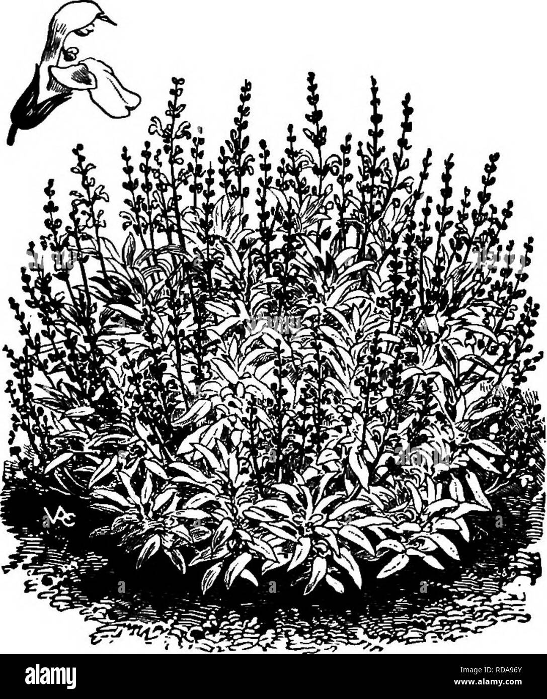 Bee on phacelia Black and White Stock Photos & Images - Alamy