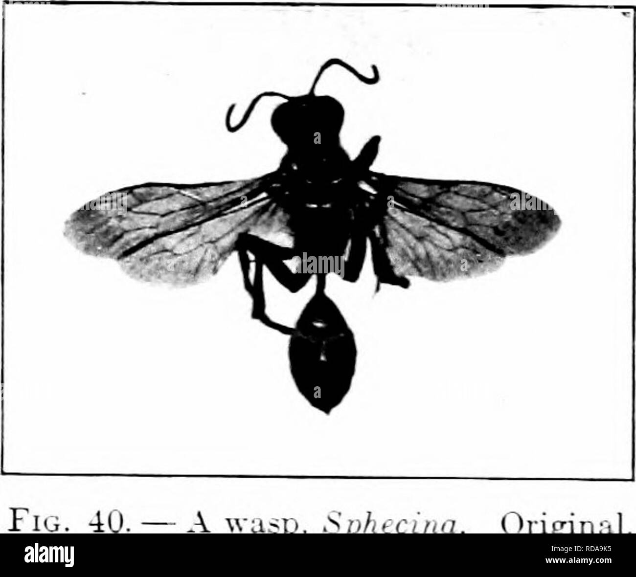 Macabrement Insect . Injurious insects : how to recognize and control them . Insect pests ...