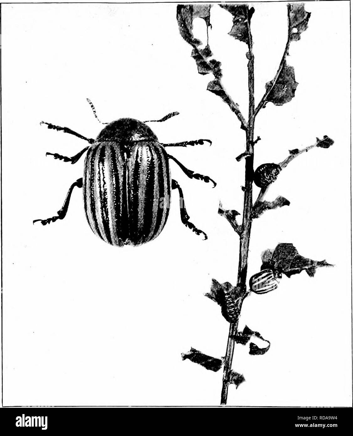 . Injurious insects : how to recognize and control them . Insect pests; Insect pests. The Colorado Potato-beetle. Forerunner of Modern Methods of Insect Control. Original. See puffes us and M5.. Please note that these images are extracted from scanned page images that may have been digitally enhanced for readability - coloration and appearance of these illustrations may not perfectly resemble the original work.. O'Kane, Walter Collins, b. 1877. New York : The Macmillan Company Stock Photo