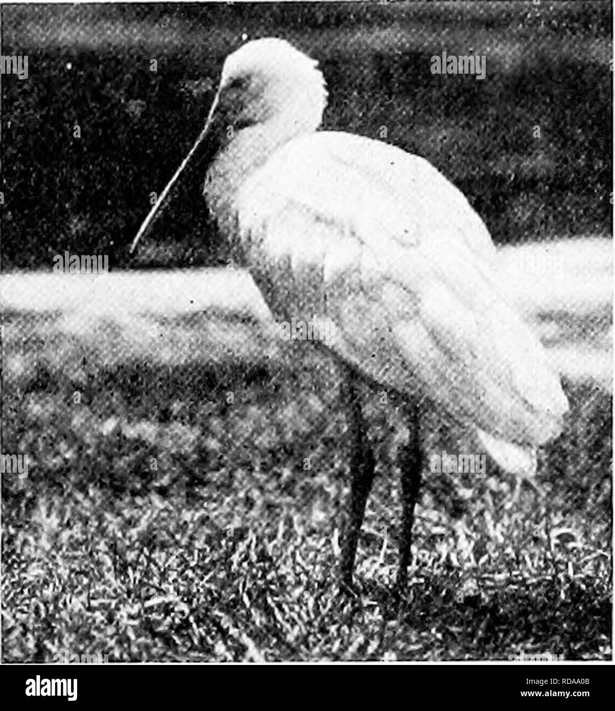 . Popular official guide to the New York Zoological Park. New York Zoological Park. WHITE-FACED GLOSSY IBIS.. ROSEATE SPOONBILL. Fortunateljf, this remarkable bird takes kindly to captivity, and the Zoological Park is never without a good-sized flock. Their strange form, showy colors and droll attitudes render them unusuallj^ interesting to visitors. With the birds of the above species are shown a few speci- mens of the European Flamingo, (P. roscus), which is al- most white. The only parts which show the characteristic scarlet of this genus, are the wing coverts, which are pale red, or pink.  Stock Photo