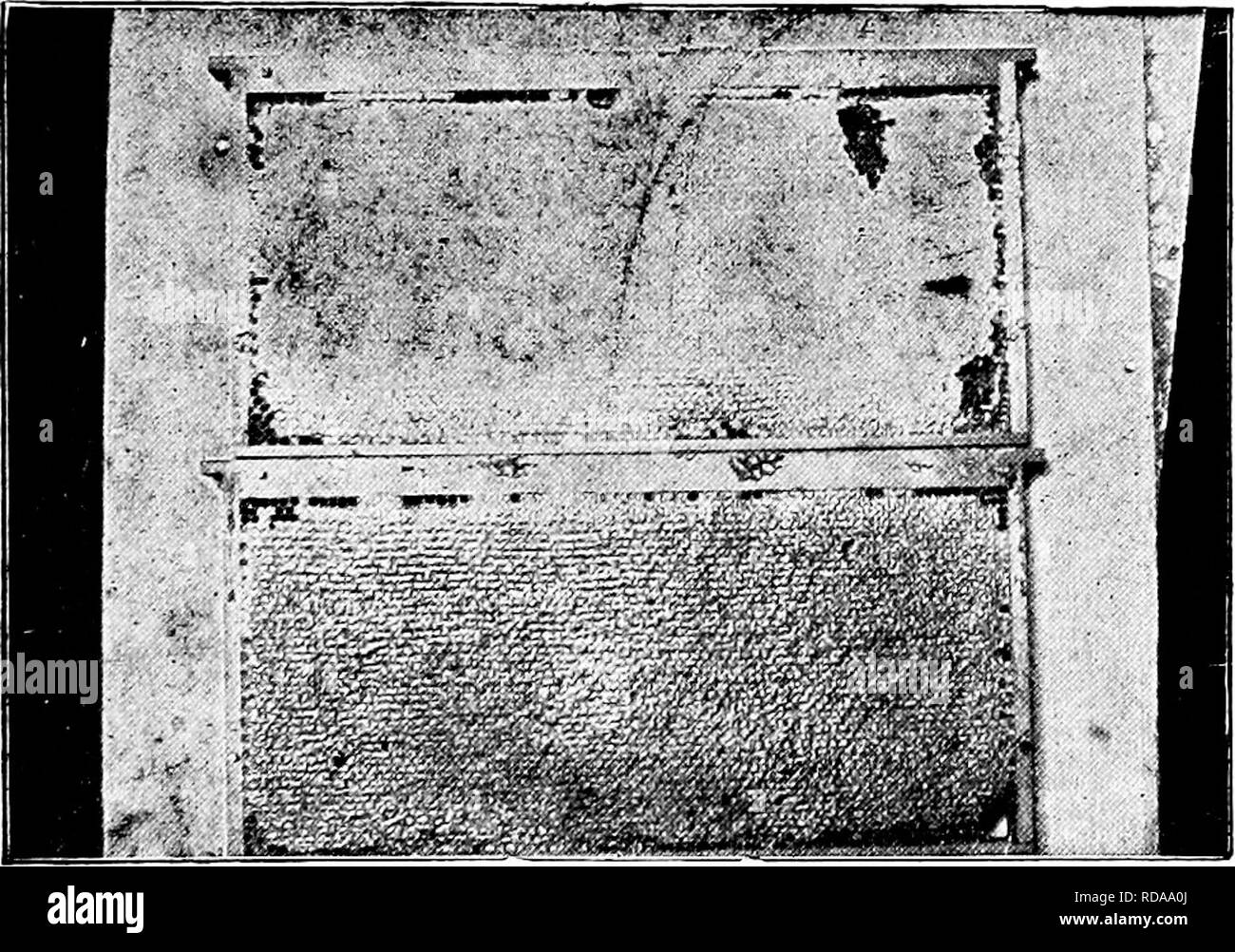 . Langstroth on the hive &amp; honey bee. Bees. IIOXEY. 117 to eighty per cent of water, there are many late plants that give honey which needs little evaporation. The honey from heather is said to he difficult to extract from the combs (YiG), owing to its density. 250. The quantity of nectar produced by the flowers decreases during drought, and increases on the first or second da5' after a rain. But it is then more watery. In some sea- sons the saccharine juices abound, while in others thej' are so deficient that bees can obtain scarcely any food from fields all. Fig. 48. COMES CONTAINING SEA Stock Photo