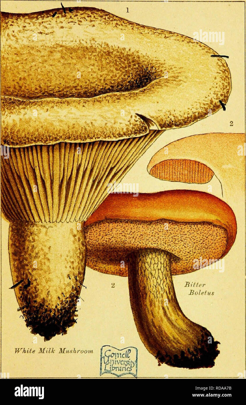 . Edible and poisonous mushrooms: what to eat and what to avoid . With eighteen coloured plates illustrating forty-eight species. Mushrooms, Edible; Mushrooms, Poisonous. PL. 17.. POISONOUS MUSHROOMS.. Please note that these images are extracted from scanned page images that may have been digitally enhanced for readability - coloration and appearance of these illustrations may not perfectly resemble the original work.. Cooke, M. C. (Mordecai Cubitt), b. 1825-; Society for Promoting Christian Knowledge (Great Britain). General Literature Committee. London, Society for Promoting Christian Knowle Stock Photo