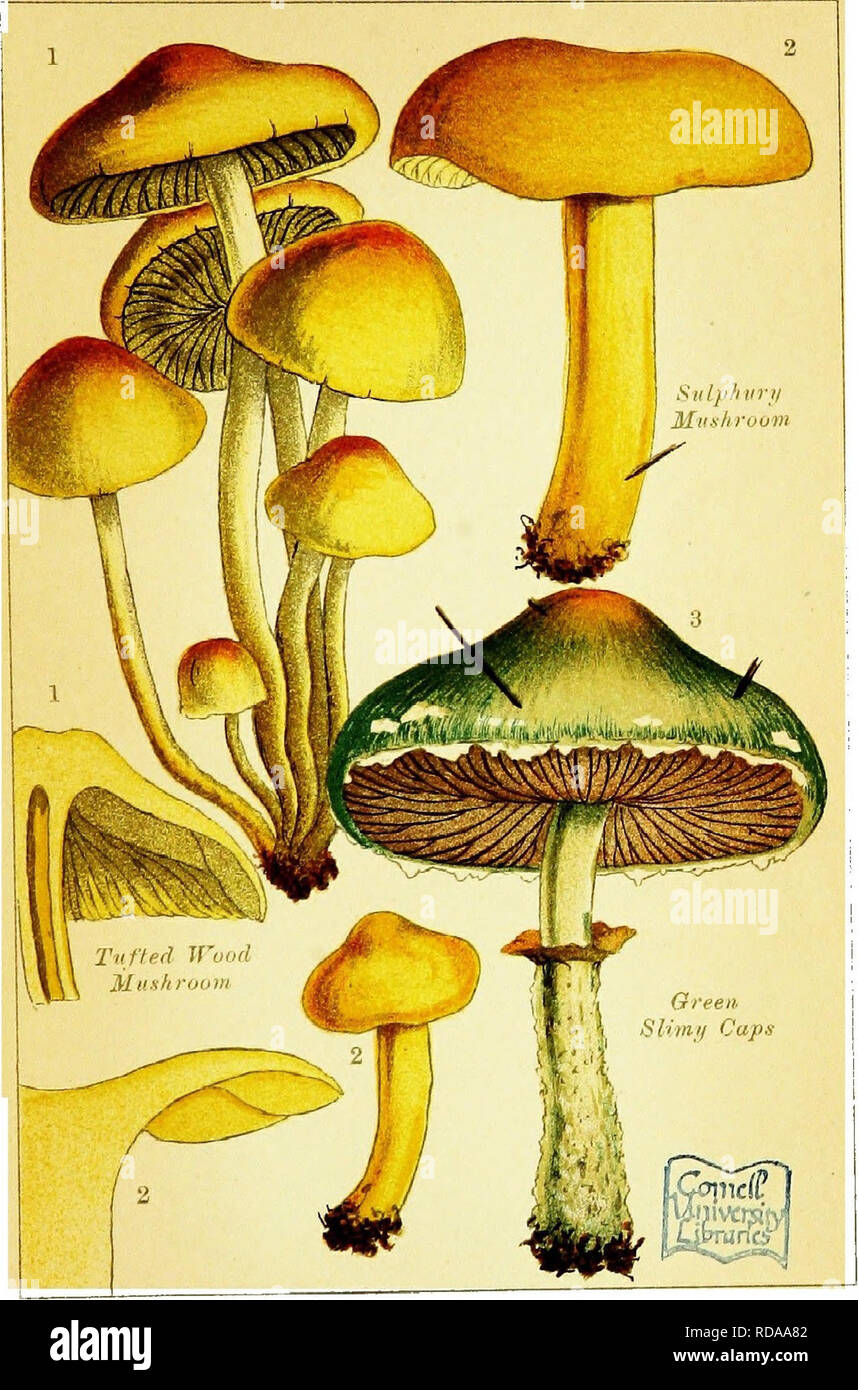 . Edible and poisonous mushrooms: what to eat and what to avoid . With eighteen coloured plates illustrating forty-eight species. Mushrooms, Edible; Mushrooms, Poisonous. POISONOUS MUSHROOMS.. Please note that these images are extracted from scanned page images that may have been digitally enhanced for readability - coloration and appearance of these illustrations may not perfectly resemble the original work.. Cooke, M. C. (Mordecai Cubitt), b. 1825-; Society for Promoting Christian Knowledge (Great Britain). General Literature Committee. London, Society for Promoting Christian Knowledge; New  Stock Photo