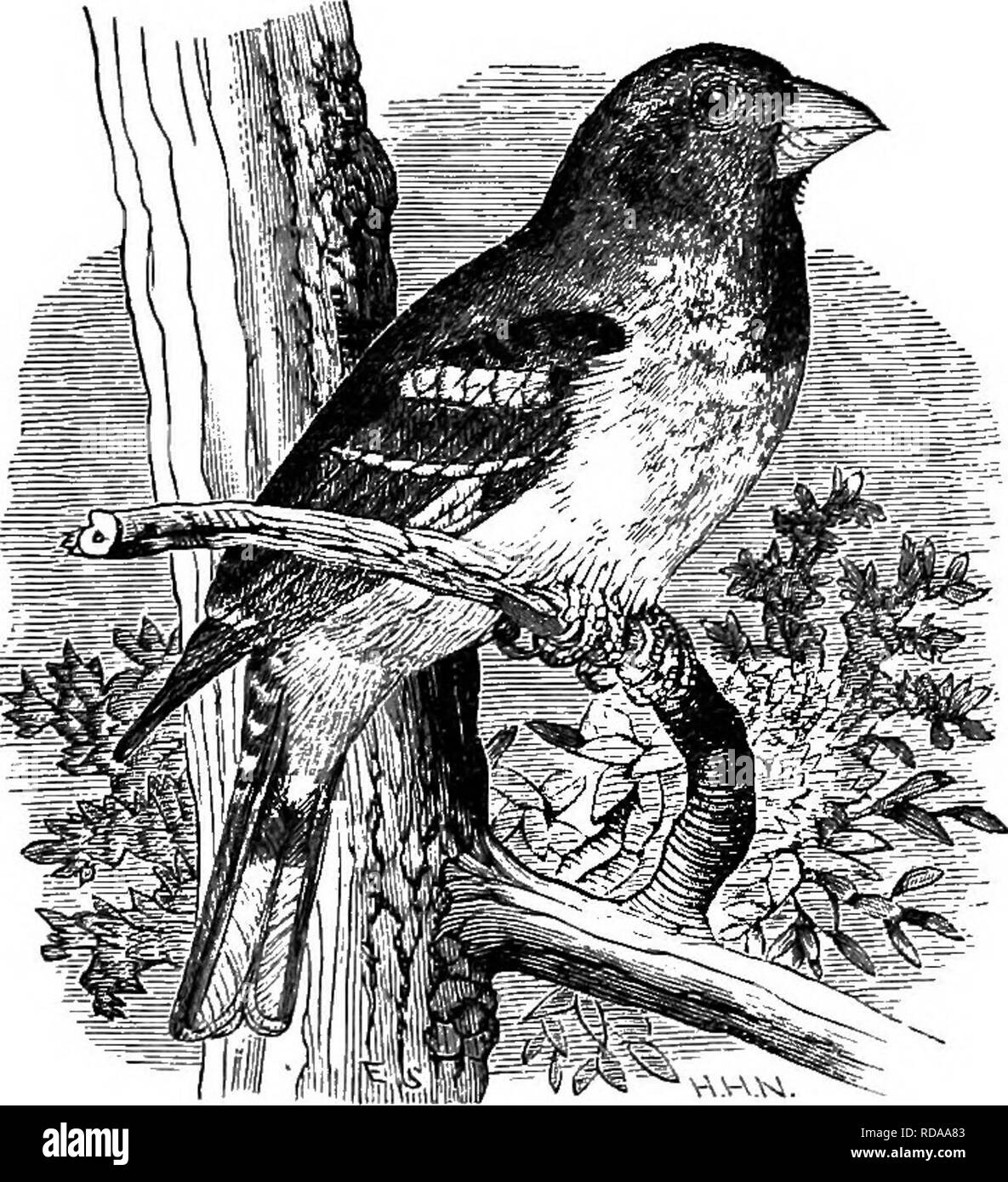 . Key to North American birds. Containing a concise account of every species of living and fossil bird at present known from the continent north of the Mexican and United States boundary, inclusive of Greenland and Lower California, with which are incorporated General ornithology: an outline of the structure and classification of birds; and Field ornithology, a manual of collecting, preparing, and preserving birds. Birds; Birds. FBINGILLIDJE: FINCHES, BUNTINGS, SPARROWS, ETC. 389 289. Z. ludoTicia/na. (Lat. of Louisiana. Figs. 248, 249, 255.) Rose-beeasted Song Gros- beak. Adult (J with the he Stock Photo