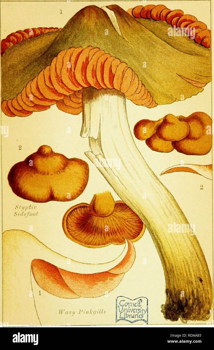 . Edible and poisonous mushrooms: what to eat and what to avoid . With eighteen coloured plates illustrating forty-eight species. Mushrooms, Edible; Mushrooms, Poisonous. PL, 12.. POISONOUS MUSHROOMS.. Please note that these images are extracted from scanned page images that may have been digitally enhanced for readability - coloration and appearance of these illustrations may not perfectly resemble the original work.. Cooke, M. C. (Mordecai Cubitt), b. 1825-; Society for Promoting Christian Knowledge (Great Britain). General Literature Committee. London, Society for Promoting Christian Knowle Stock Photo