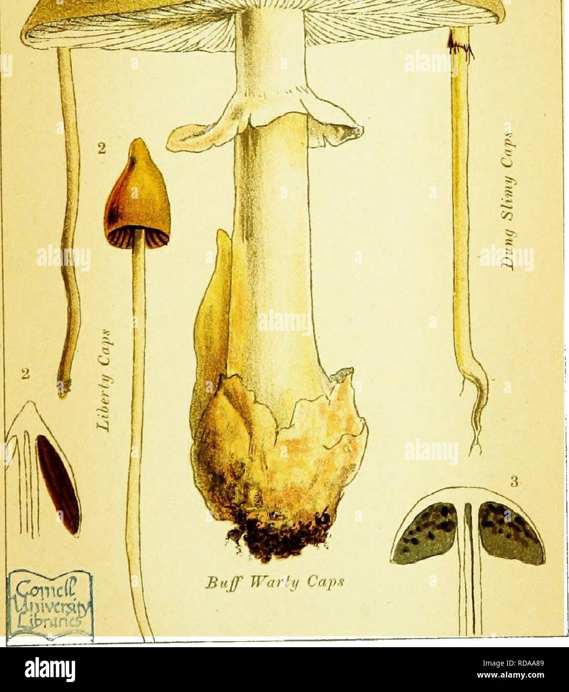 . Edible and poisonous mushrooms: what to eat and what to avoid . With eighteen coloured plates illustrating forty-eight species. Mushrooms, Edible; Mushrooms, Poisonous. POISONOUS MUSHROOMS.. Please note that these images are extracted from scanned page images that may have been digitally enhanced for readability - coloration and appearance of these illustrations may not perfectly resemble the original work.. Cooke, M. C. (Mordecai Cubitt), b. 1825-; Society for Promoting Christian Knowledge (Great Britain). General Literature Committee. London, Society for Promoting Christian Knowledge; New  Stock Photo