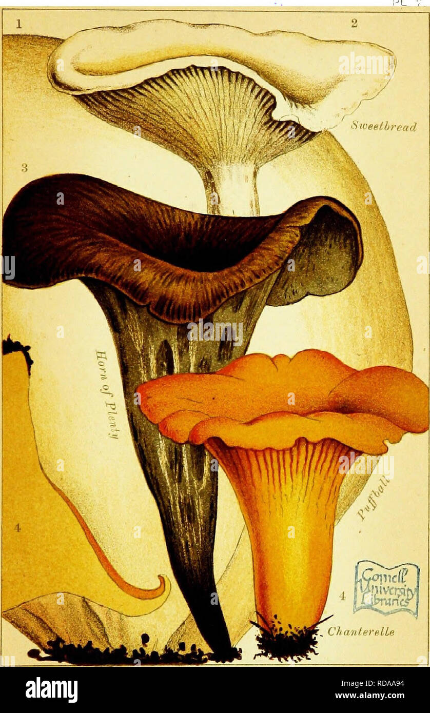 . Edible and poisonous mushrooms: what to eat and what to avoid . With eighteen coloured plates illustrating forty-eight species. Mushrooms, Edible; Mushrooms, Poisonous. EDIBLE MUSHROOMS.. Please note that these images are extracted from scanned page images that may have been digitally enhanced for readability - coloration and appearance of these illustrations may not perfectly resemble the original work.. Cooke, M. C. (Mordecai Cubitt), b. 1825-; Society for Promoting Christian Knowledge (Great Britain). General Literature Committee. London, Society for Promoting Christian Knowledge; New Yor Stock Photo