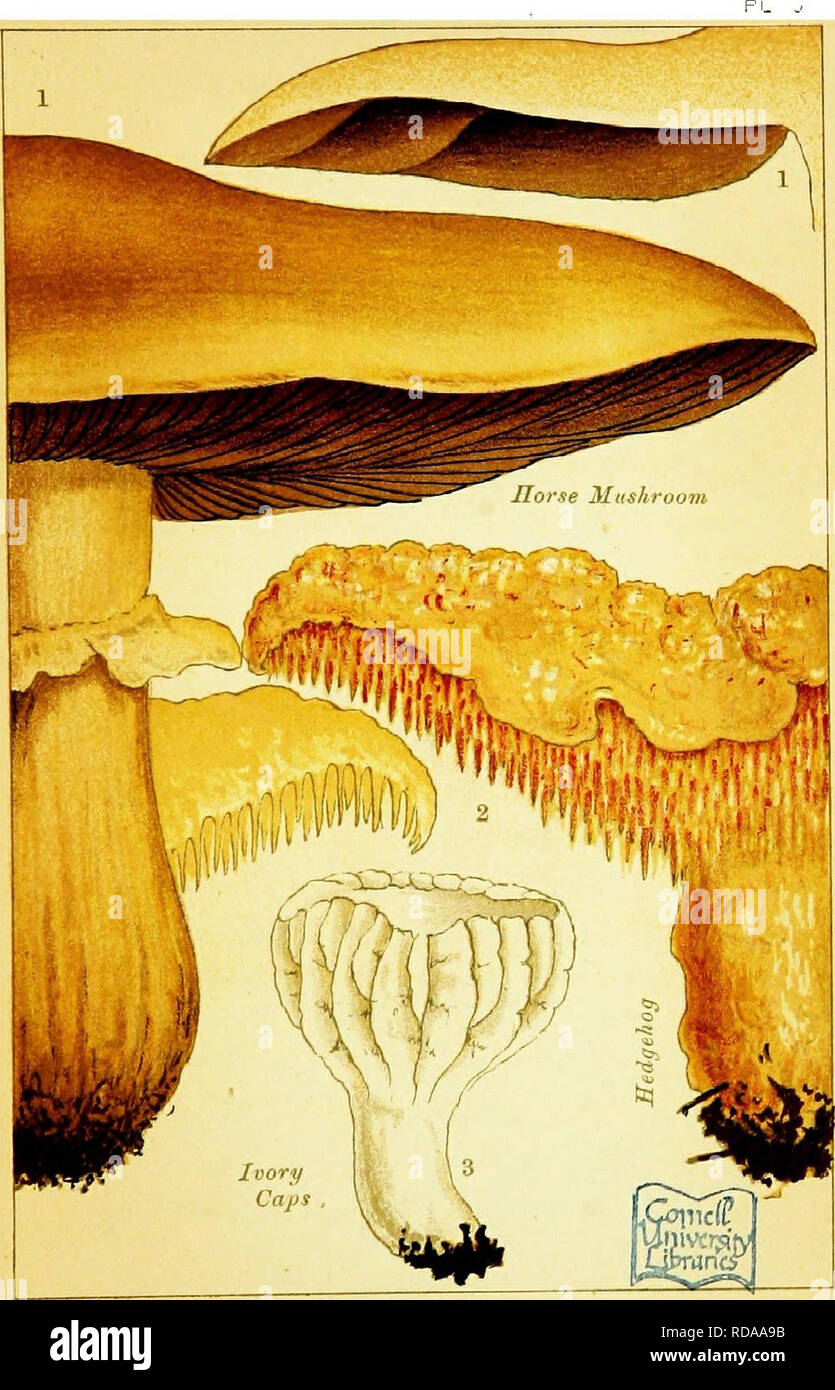 . Edible and poisonous mushrooms: what to eat and what to avoid . With eighteen coloured plates illustrating forty-eight species. Mushrooms, Edible; Mushrooms, Poisonous. EDIBLE MUSHROOMS,. Please note that these images are extracted from scanned page images that may have been digitally enhanced for readability - coloration and appearance of these illustrations may not perfectly resemble the original work.. Cooke, M. C. (Mordecai Cubitt), b. 1825-; Society for Promoting Christian Knowledge (Great Britain). General Literature Committee. London, Society for Promoting Christian Knowledge; New Yor Stock Photo