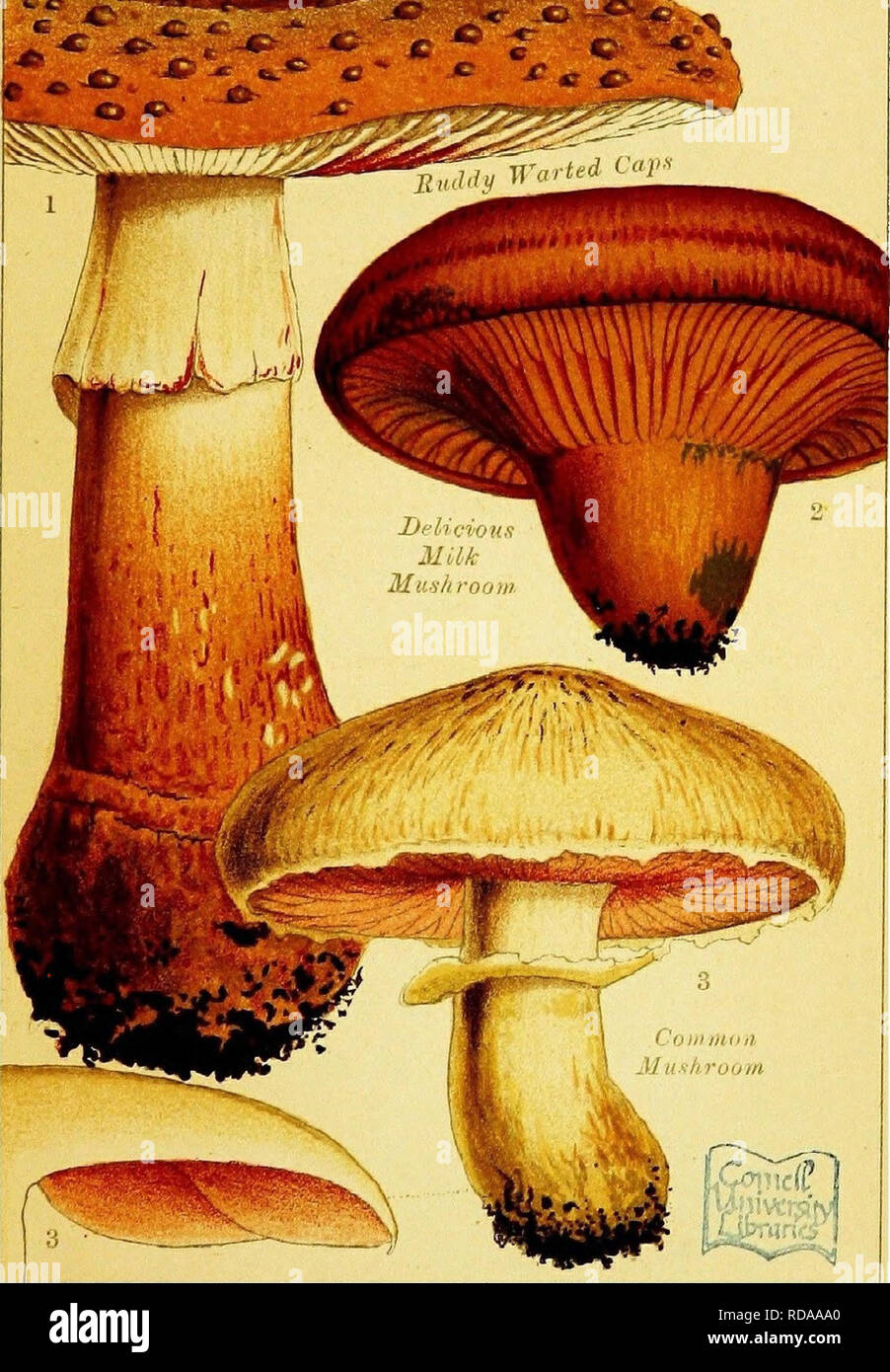 . Edible and poisonous mushrooms: what to eat and what to avoid . With eighteen coloured plates illustrating forty-eight species. Mushrooms, Edible; Mushrooms, Poisonous. EDIBLE MUSHROOMS.. Please note that these images are extracted from scanned page images that may have been digitally enhanced for readability - coloration and appearance of these illustrations may not perfectly resemble the original work.. Cooke, M. C. (Mordecai Cubitt), b. 1825-; Society for Promoting Christian Knowledge (Great Britain). General Literature Committee. London, Society for Promoting Christian Knowledge; New Yor Stock Photo