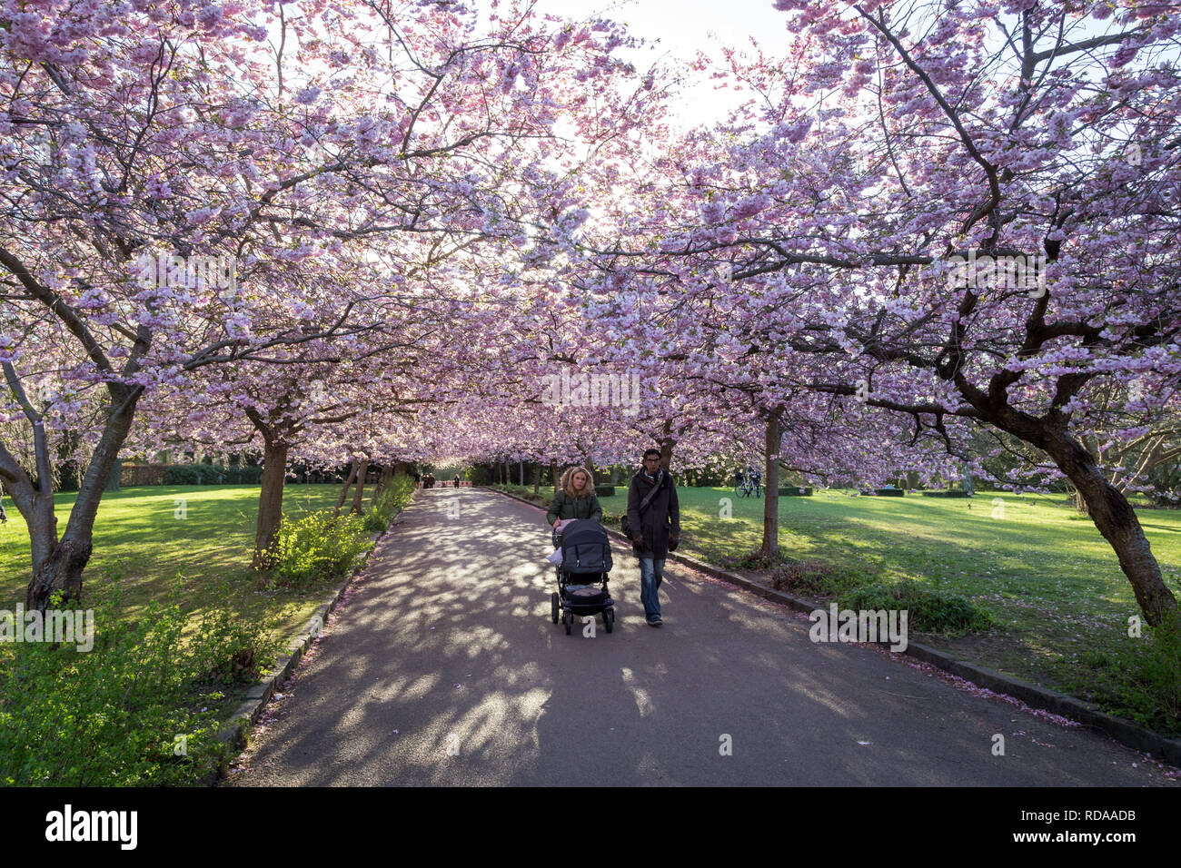 Cherry Blossom at Bispebjerg Cemetery in Copenhagen Stock Photo