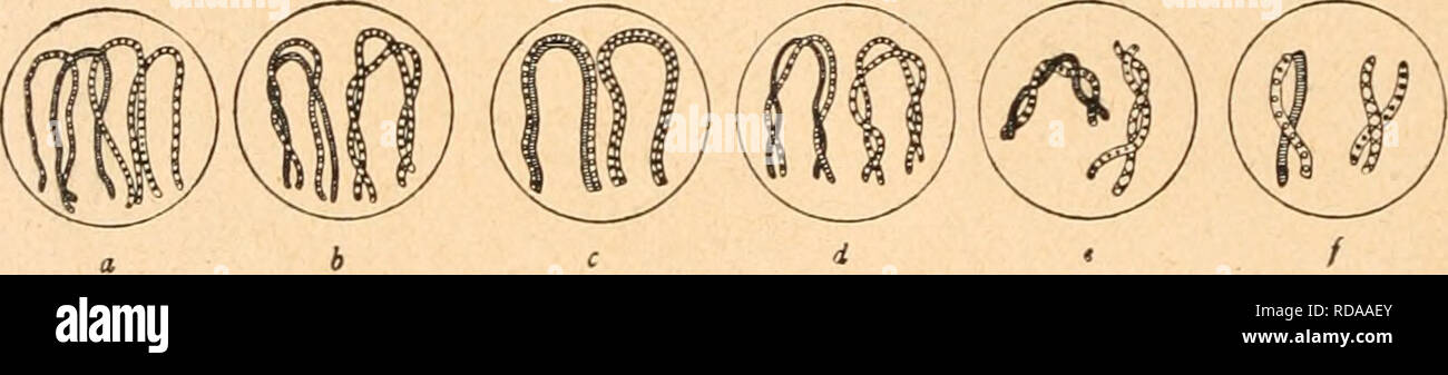 Page 2 - Chromosomen High Resolution Stock Photography and Images - Alamy