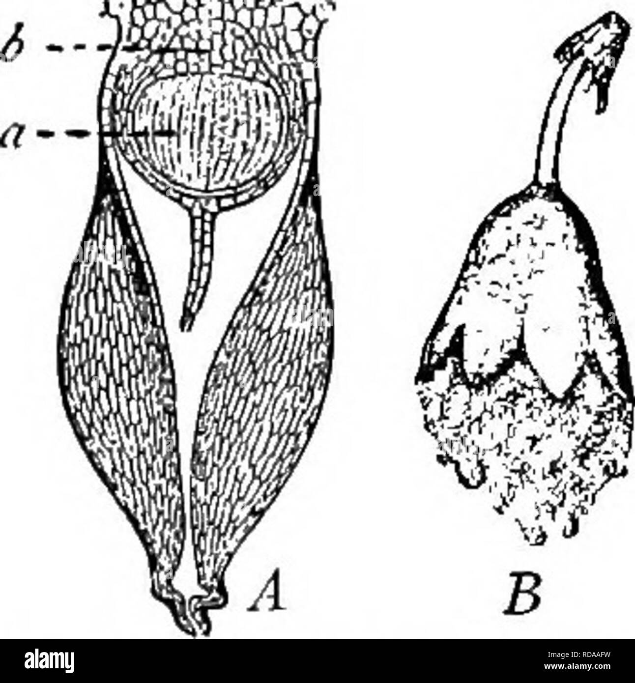 . A text-book of botany for secondary schools. Botany. A B Fig. 16.5.—Mnrchantia: A, thallus bearing archegonial branches of various ages; B, section through portion of archegonial dislc, showing pen&lt;lant archegonia.—After Kny. Fig. 166.—Marchan- tia: archegonium, containing an egg; sperms seen at the mouth of the neck. —.fter Kny. 95. The spore-case. it begins to germinate;. Fig. 167.—Marchantia: A, spo- rophyte formed within the enlarged archegonium, show- ing the spore-bearing (a) and sterile (6) regions; B, spore- case discharging spores, the sterile region of tlie sporo- phyte having  Stock Photo