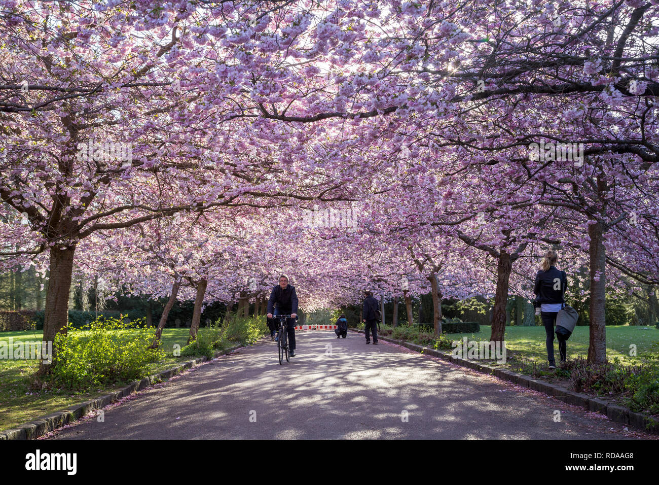 Cherry Blossom at Bispebjerg Cemetery in Copenhagen Stock Photo