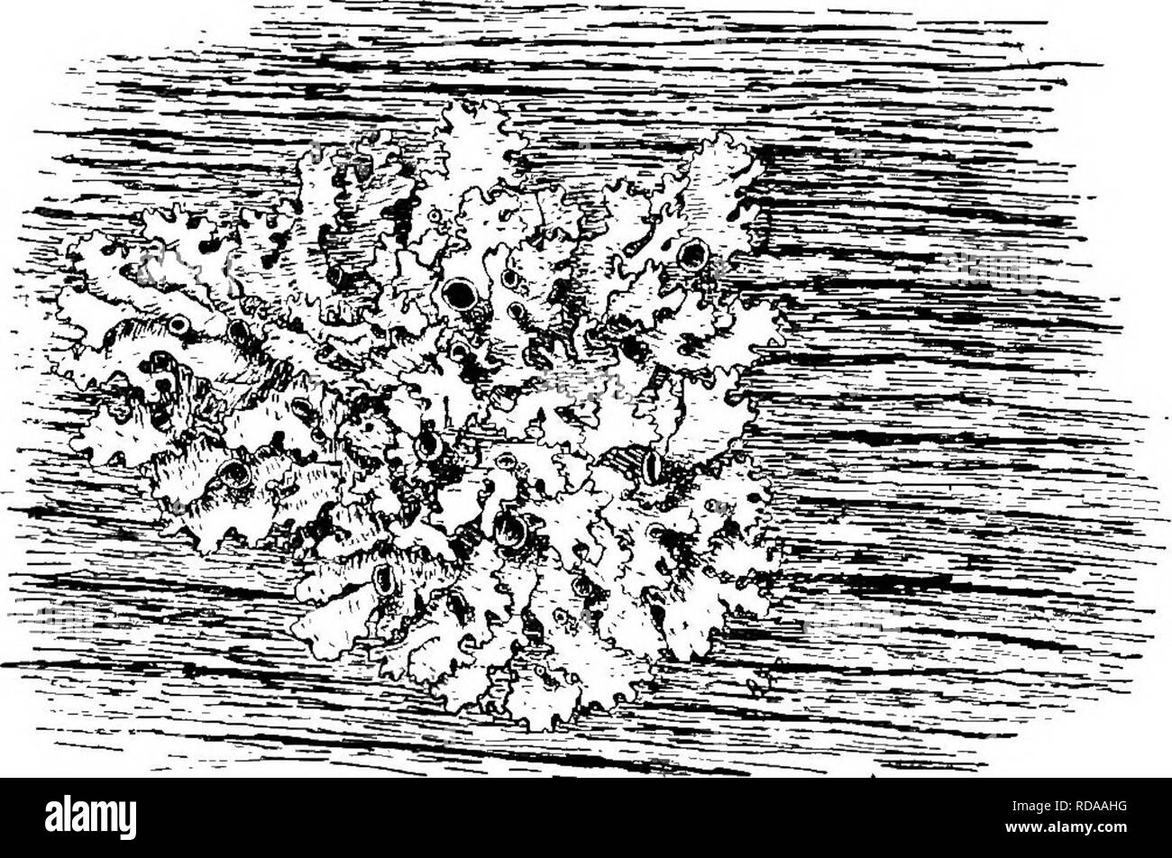. A text-book of botany for secondary schools. Botany. Fig. 154.—A common lichen growing on bark; the numerous dark disks are lined by a layer of asci. boards, etc., and growing also upon the ground (Figs. 154 and 155). They have a general greenish-gray color, but brighter colors also may be observed. The great interest connected with lichens is that they. Fig. 155.—A common foliose lichen growing upon a board.. Please note that these images are extracted from scanned page images that may have been digitally enhanced for readability - coloration and appearance of these illustrations may not pe Stock Photo