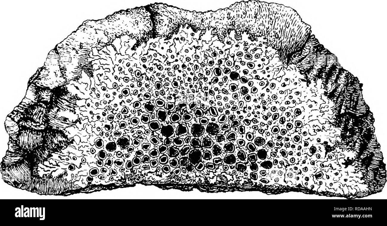 . A text-book of botany for secondary schools. Botany. IfiO A TEXT-BOOK OP BOTANY 89. Lichens.—Lichens are abundant everywhere, form- ing splotches of various colors on tree trunks, rocks, old. Fig. 154.—A common lichen growing on bark; the numerous dark disks are lined by a layer of asci. boards, etc., and growing also upon the ground (Figs. 154 and 155). They have a general greenish-gray color, but brighter colors also may be observed. The great interest connected with lichens is that they. Please note that these images are extracted from scanned page images that may have been digitally enha Stock Photo