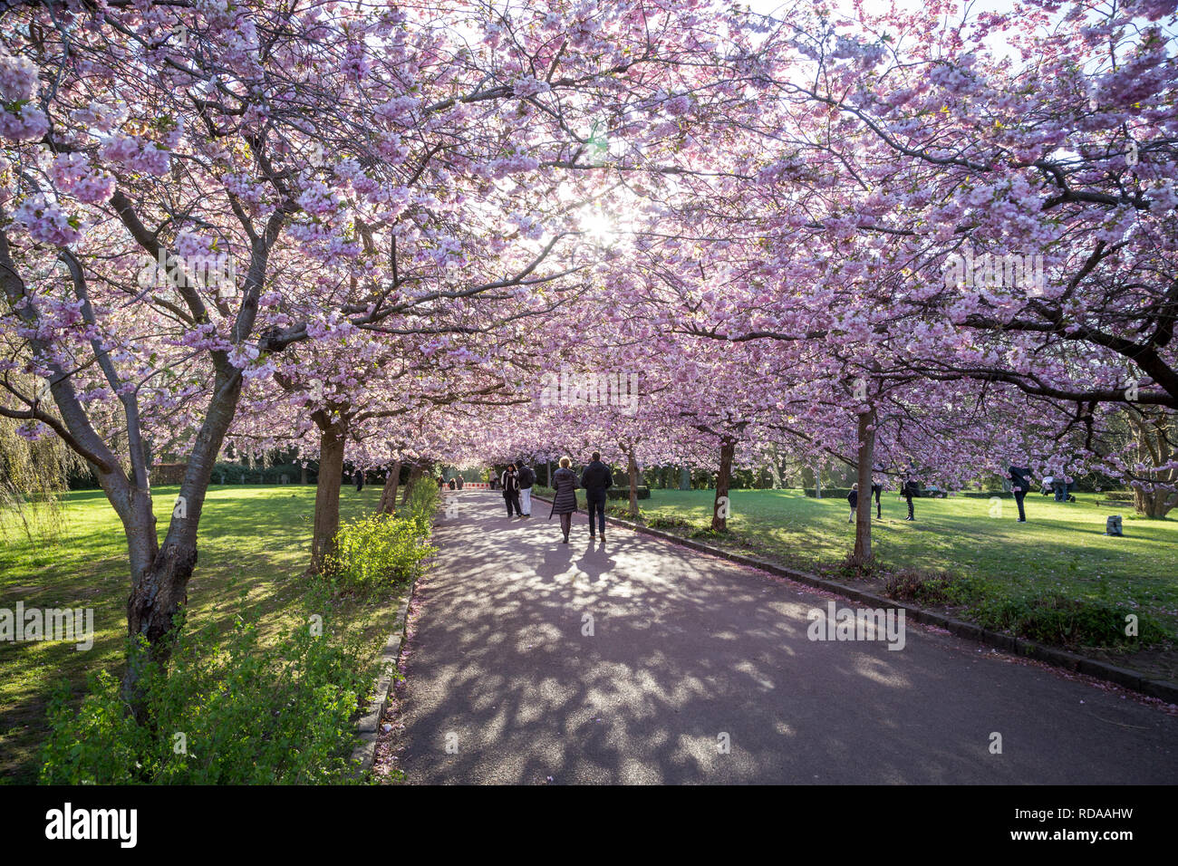 Cherry Blossom at Bispebjerg Cemetery in Copenhagen Stock Photo