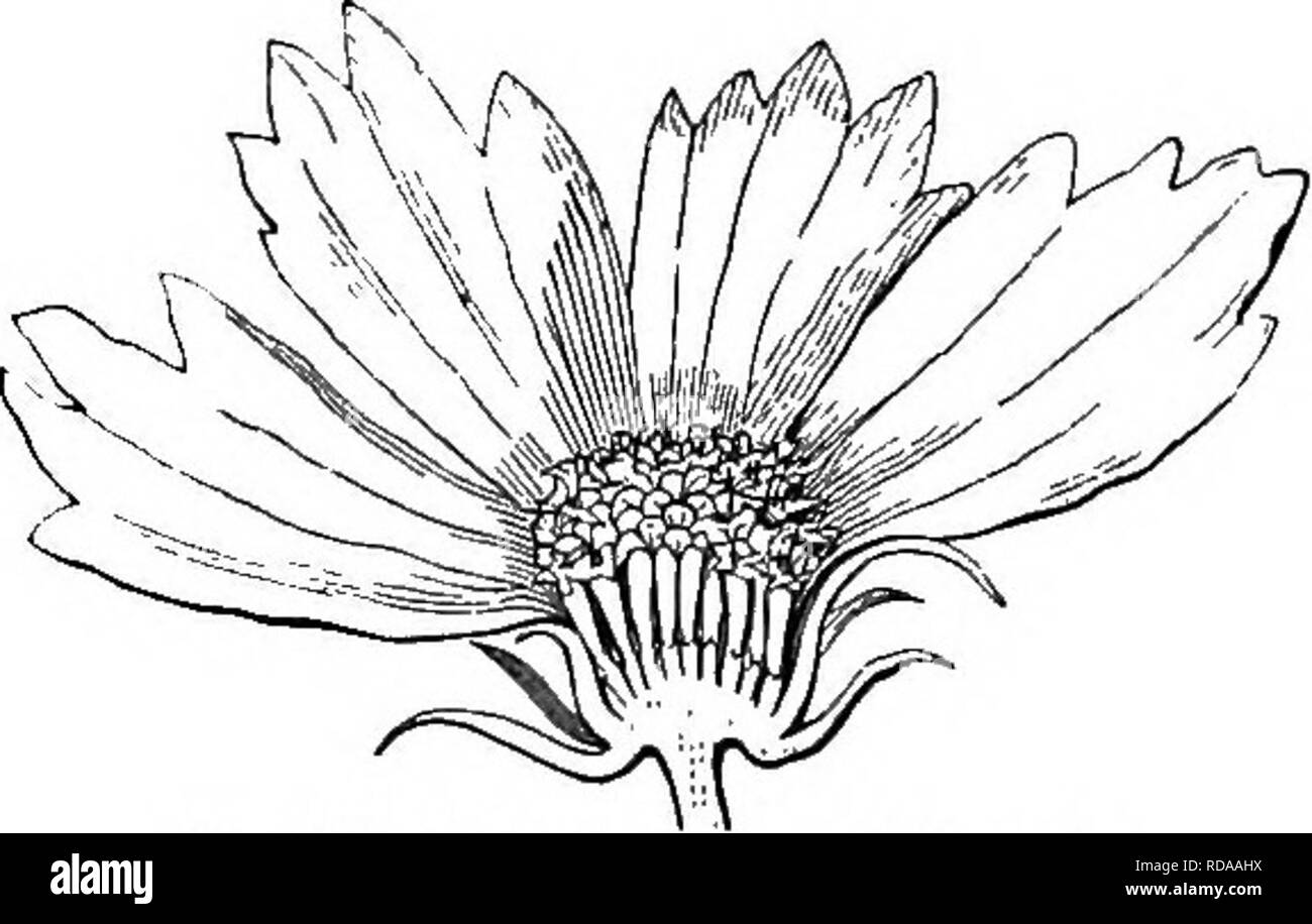 . Botany for young people and common schools. How plants grow, a simple introduction to structural botany. With a popular flora, or an arrangement and description of common plants, both wild and cultivated. Botany; Botany. 166 POPULAR FLORA. there are five clialfy and pointed scales (Fig. 409). But more commonly the pappus con- sists of bristles, or downy hairs (as its name denotes). Asters, Groundsels, and especially Thistles, afford most familiar examples of such a hairy or downy pappus; those of Thistles, &amp;c. in autumn sailing about in every breeze. Fig. 411 shows the very soft downy pa Stock Photo