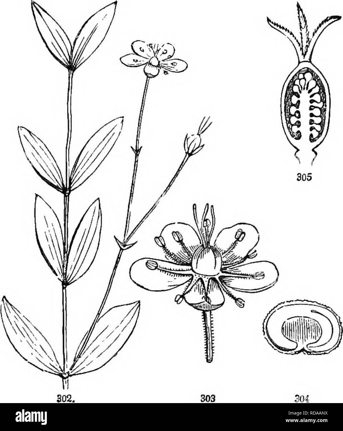 Botany for young people and common schools. How plants grow, a simple  introduction to structural botany. With a popular flora, or an arrangement  and description of common plants, both wild and