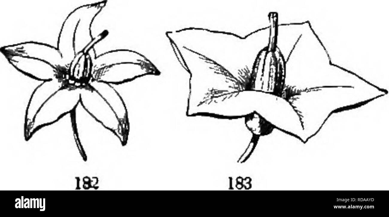 Botany For Young People And Common Schools How Plants Grow A