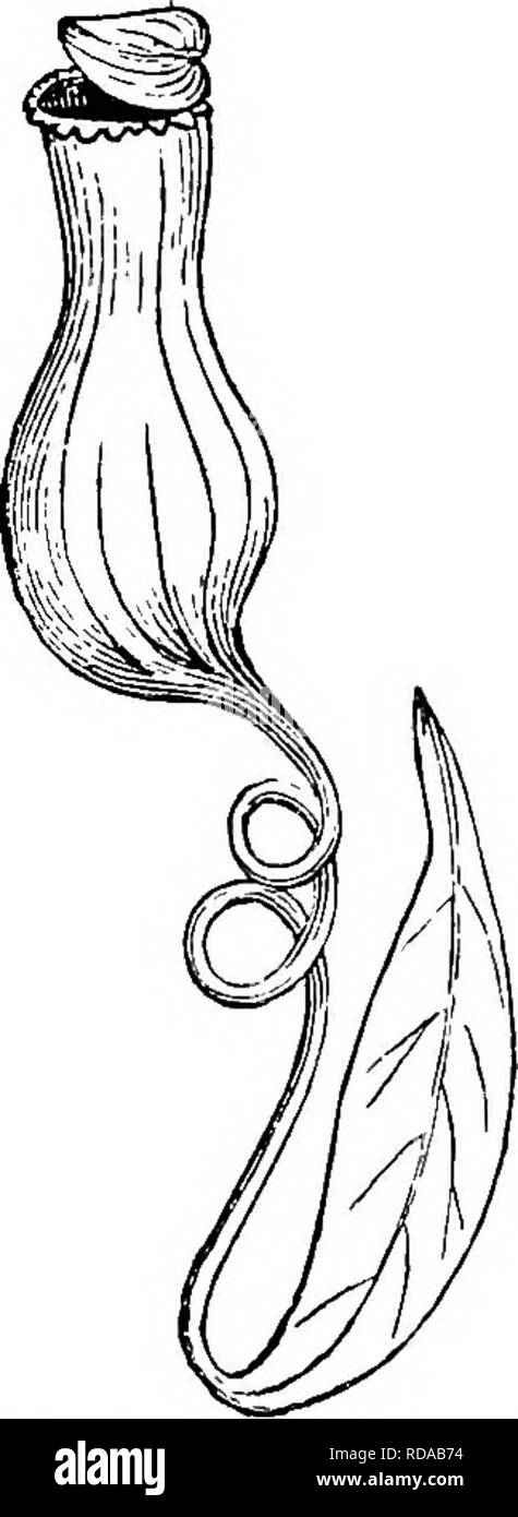 . A text-book of botany for secondary schools. Botany. Fig. 36.—Leaves of the Califorman pitcher- plant, showing the twisted and winged pitcher, the overarching hood with trans- lucent spots, and the fish-tail appendage to the hood.—After Kerner. Fig. 37.—Leaf of Nepenthes, shov.-- ing the blade-like base, the ten- dril portion, and the terminal pitcher with its lid. — After Gray. elaborate pitcher with a lid (Fig. 37). There is the same sweetish secretion at the rim of the pitcher, and the same accumulation of water within as in the ordinary pitcher- plants. (5) Leaves of sundews.—The sundews Stock Photo