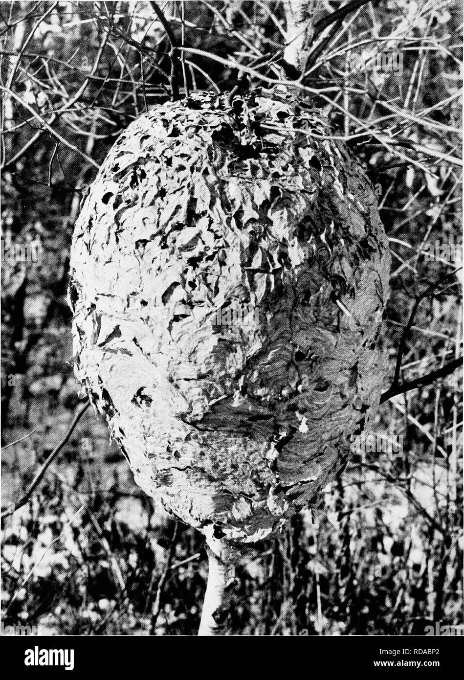 . [Articles about birds from National geographic magazine]. Birds. 68 THE NATIONAL GEOGRAPHIC MAGAZINE IX.. SYNONYM FOE TROUBLE- Pliiitoeraph by L'nV(H)d M. Chase -A HORNKTS' NEST I Flimsy and fragile may seem the paper home of the white-faced hornets (Color Plate V. upper), yet summer wind and rain do it little damage. The nest is used only a single season (pages 70 and 71). Like masonry, the art of papermaking was practiced among the wasps and hornets long before it was known to man. The insects manufacture their own pulp by chewing tiny bits of weathered wood. One nest exhibited at the Na Stock Photo