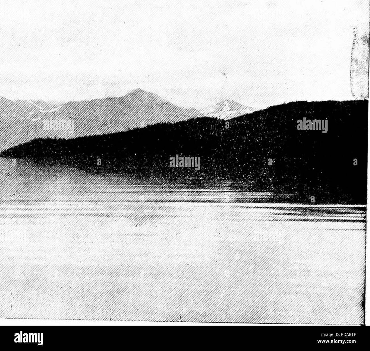 . [Articles about birds from National geographic magazine]. Birds. Phutu bv George Sliiras, 3rd VIEW OF SKILAK LAKE FROM OUR CAMP (SEE PAGE 439) A COW MOOSE THAT BECAME SELF- EDUCATED &quot;Caribou Island Camp, &quot;August I/—Titer., 74-38. &quot;Just before noon the wind veered to the south, coming well offshore. Char- lie paddled me across the bay to the blind and then went after a mess of partridges. &quot;I was hardly in ambush before the old cow moose was at a mud hole op- posite, drinking a gallon or two of the muddy mixture. So active was the ef- fect upon the salivary glands that long Stock Photo