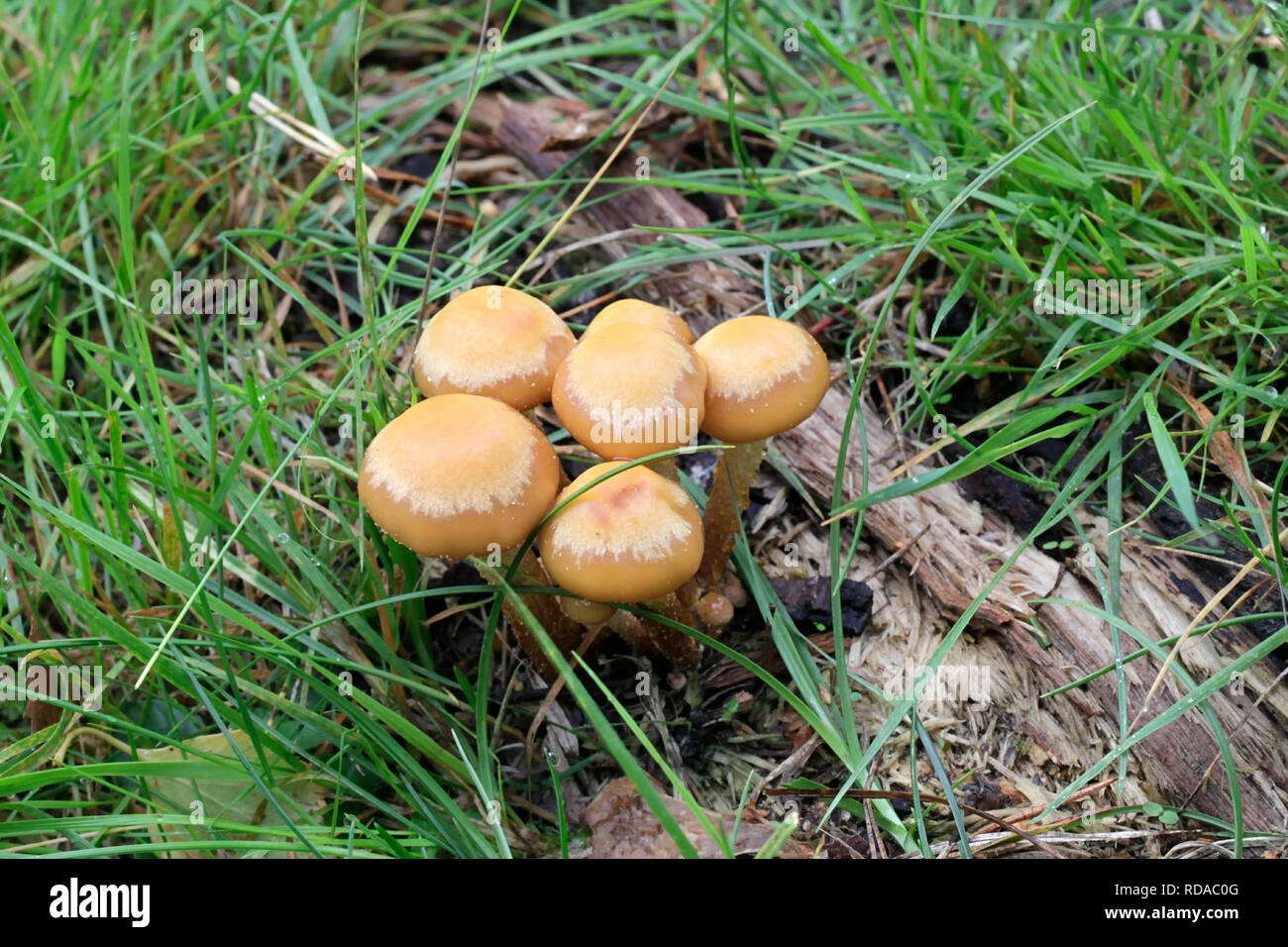 Kuehneromyces mutabilis (synonym: Pholiota mutabilis), commonly known as the sheathed woodtuft, an edible wild mushroom from Finland Stock Photo
