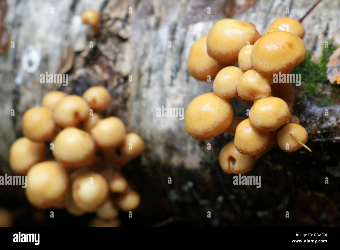 Kuehneromyces mutabilis (synonym: Pholiota mutabilis), commonly known as the sheathed woodtuft, an edible wild mushroom from Finland Stock Photo