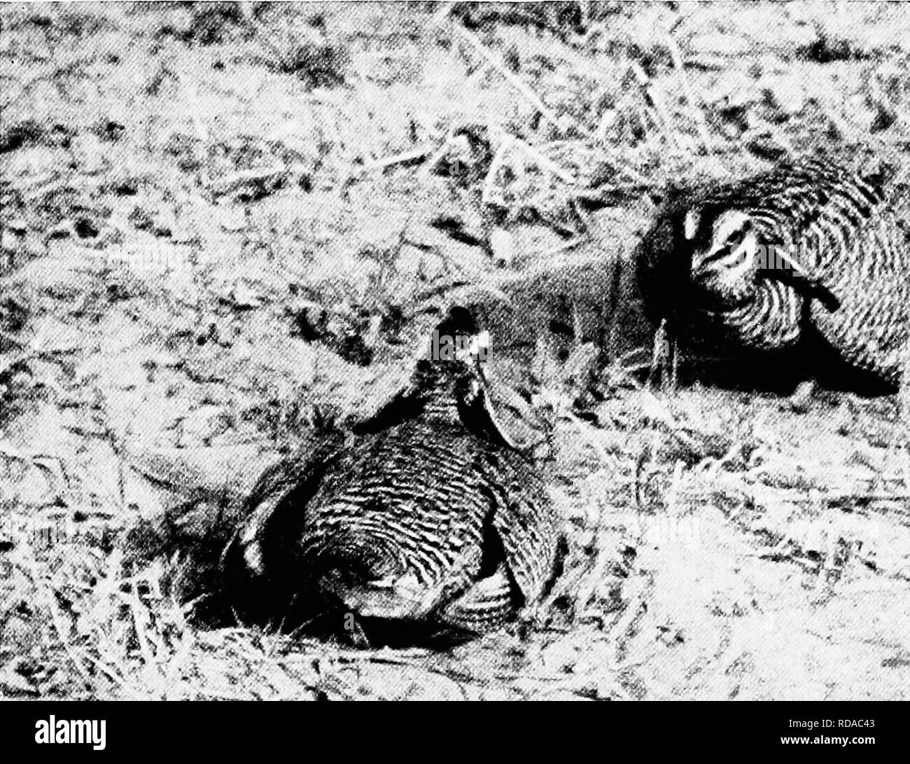 Thomasville Black and White Stock Photos & Images - Alamy