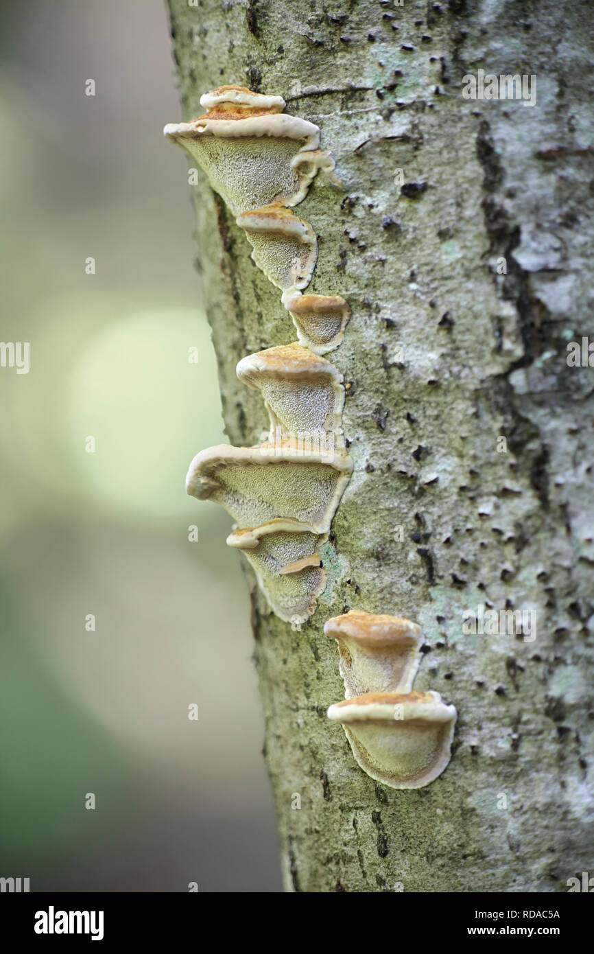 Alder Bracket fungus, Inonotus radiatus (=Mensularia radiata) Stock Photo