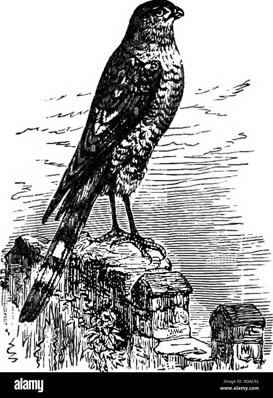 . Rural bird life of England : being essays on ornithology, with instructions for preserving objects relating to that science . Birds; Birds. THE SPARROWHAWK. This small yet bold and handsome Hawk is seldom found in any save well-wooded districts—districts which abound with the small birds that constitute his food, rich, broad, well cultivated lands, occasionally studded with woods. He will also frequent the fir woods on the borders of the moors, and many a tiny Gold Crest and Willow Warbler fall victims to his rapacity. He also daily sallies forth and hunts the lanes, hedgerows, and coppices, Stock Photo
