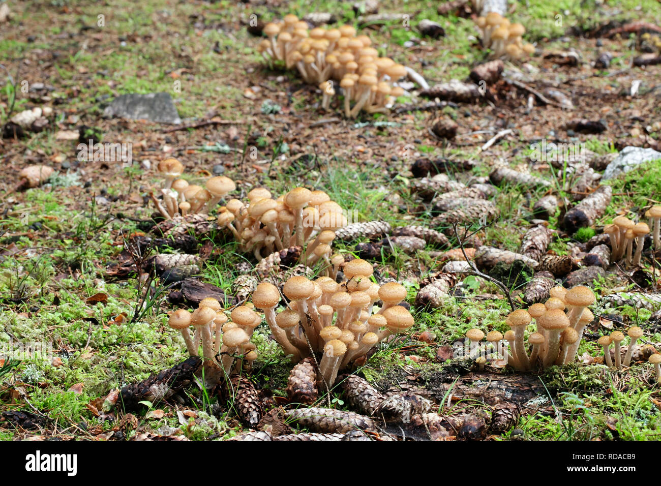 Northern honey fungus, Armillaria borealis, an edible mushroom from Finland Stock Photo