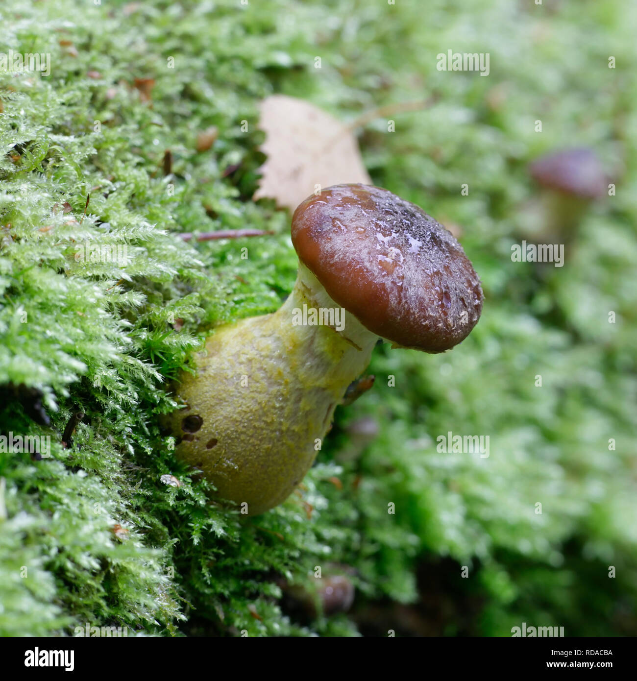 Honey mushroom, Armillaria lutea Stock Photo