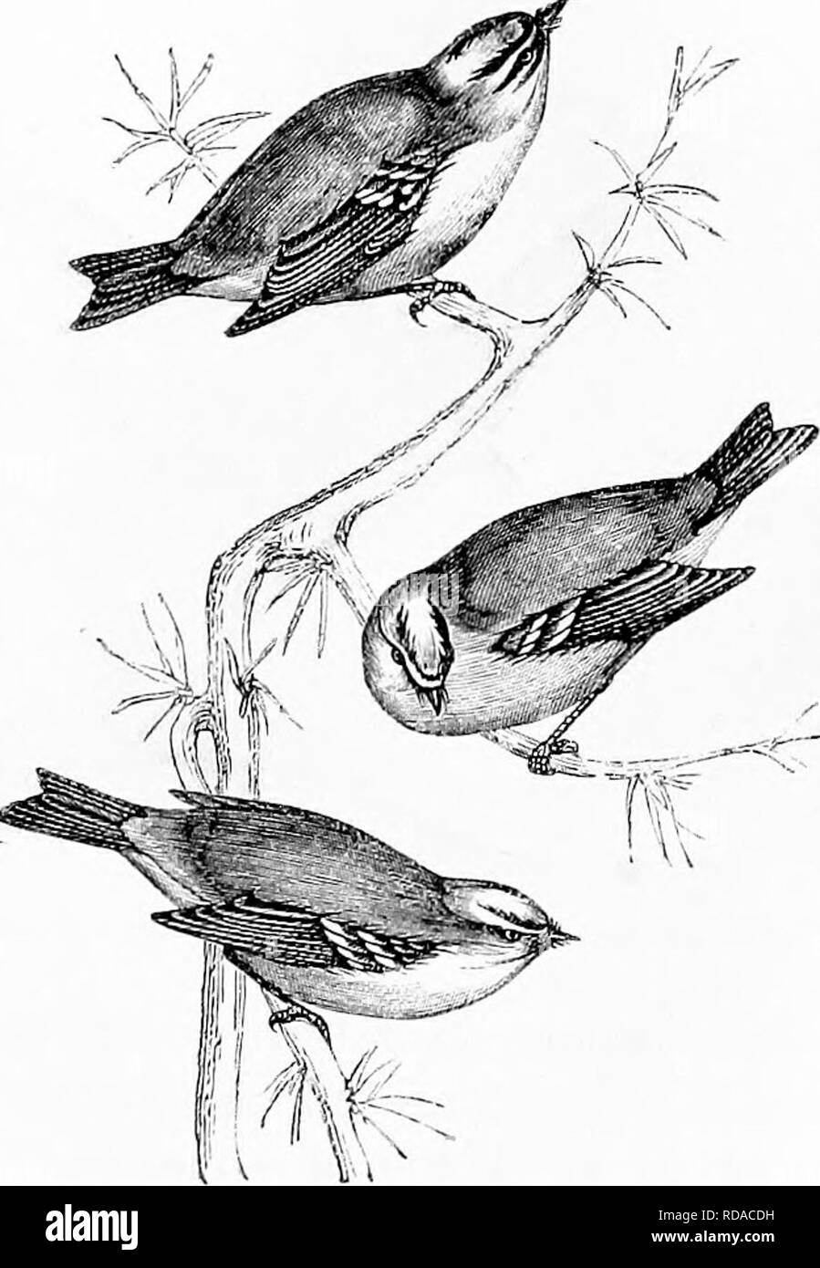 List Of Indian Birds With Names