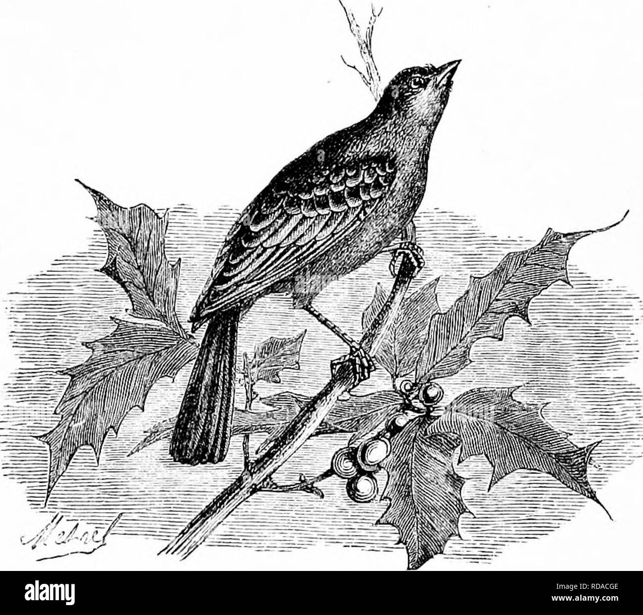 Birds of devon Cut Out Stock Images & Pictures - Alamy