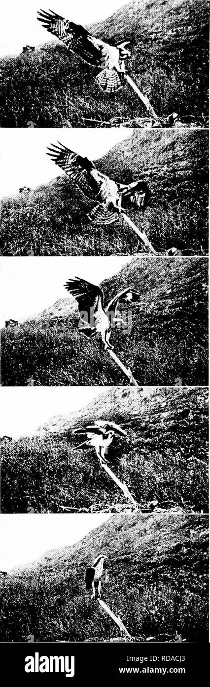 . [Articles about birds from National geographic magazine]. Birds. PHOTOGRAPHING THE NliST LIFE OF THE OSPREY 257 of the birds from the fact that I still re- mained behind. To my rehef, everything proceeded ac- cording to plan and I obtained the first of my records. THE YOUNG OSPREY RESEMBLES A PHEASANT In due time the young ospreys hatched— little fellows covered with prettily marked, brownish down, rather like young pheas- ants. While the female brooded them, the snowy-breasted male perched and re- mained on the stick at the back of the nest, as if to complete the family group. Pres- ently h Stock Photo
