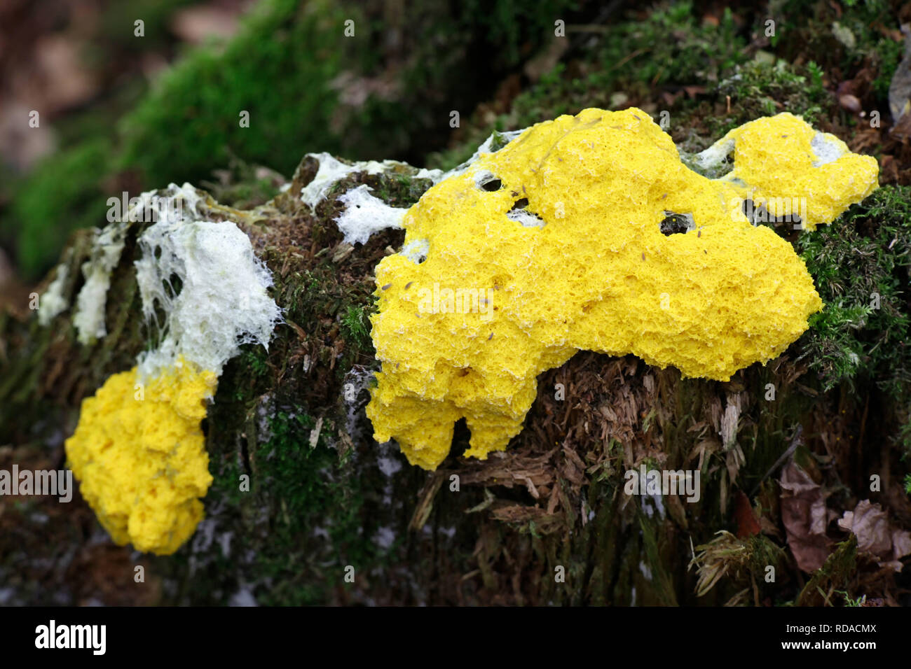 Fuligo septica, commonly called dog vomit slime mold, scrambled egg slime mold, or flowers of tan Stock Photo