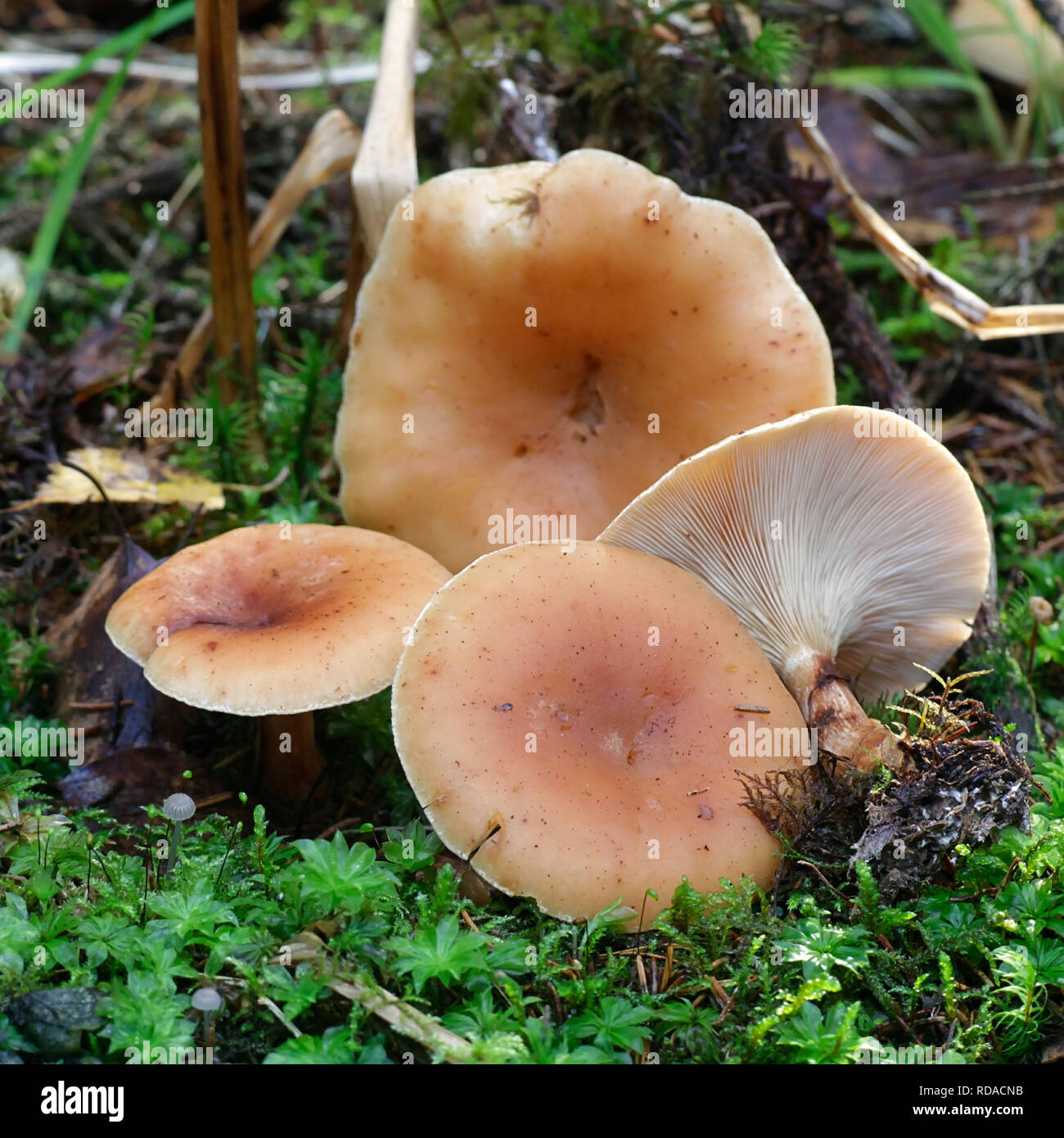 Tawny funnel cap mushroom, Lepista inversa Stock Photo