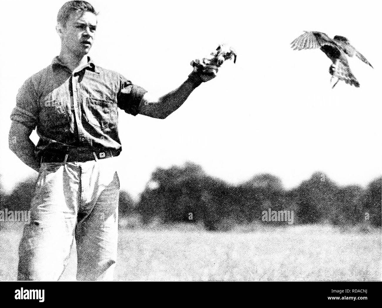 . [Articles about birds from National geographic magazine]. Birds. AD^'E^'TURES WITH BIRDS OF PREY 133. A BIRD IN THE HAND IS WORTH TWO IN THE AIR, THINKS THE FALCON After an unsuccessful chase, the female pigeon hawk fiies back to John Craighead's glove to be consoled with a dead starling. This pugnacious bird of pre ' was captured by the authors in Minne- sota, near the Canadian border. They named her &quot;Lucifer.&quot; jority of the nests were constructed in the topmost branches of swaying evergreen trees, where it was imj^racticable to put up a camera. The nest we finally decided to pho Stock Photo