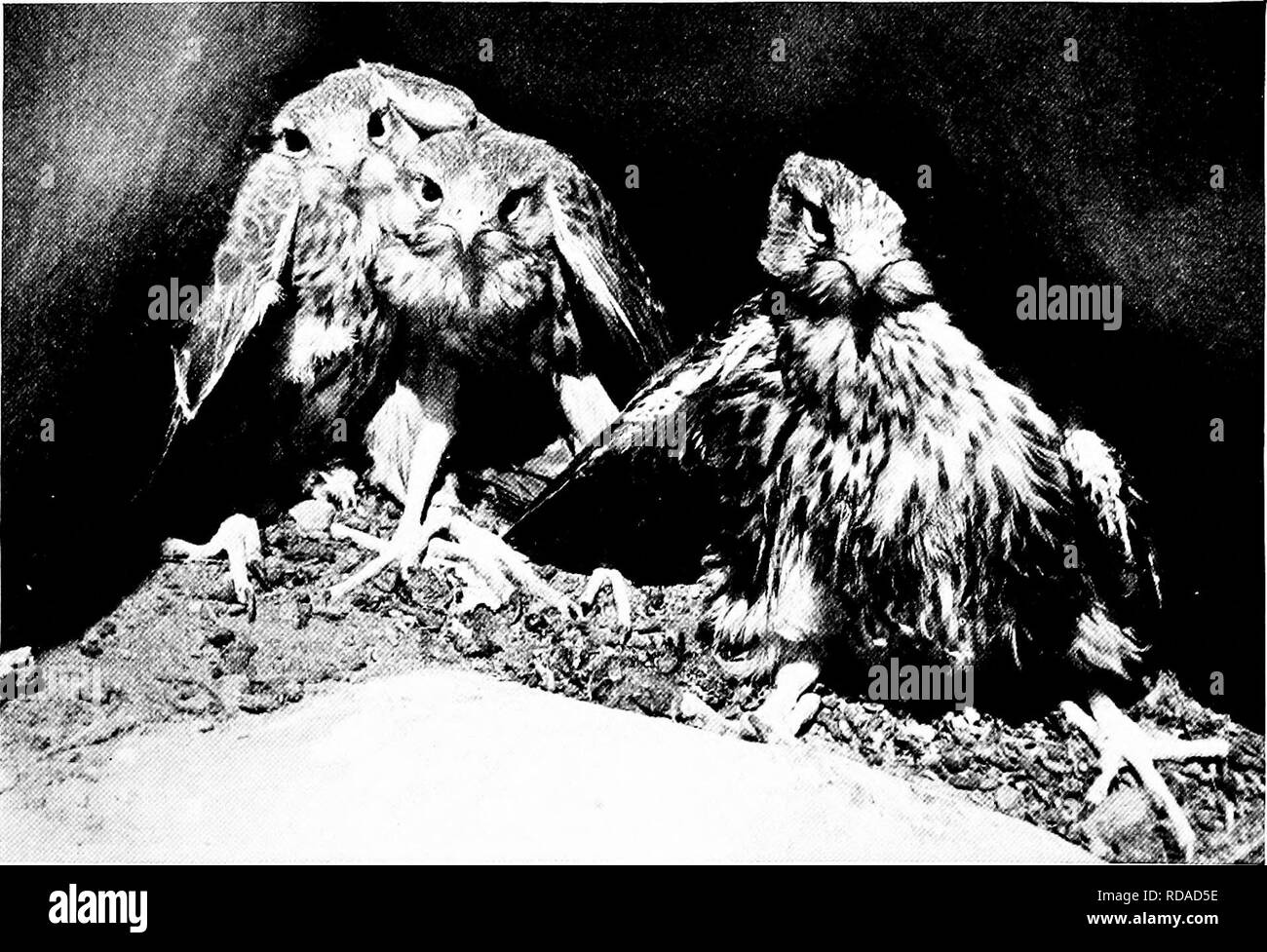 Articles About Birds From National Geographic Magazine Birds