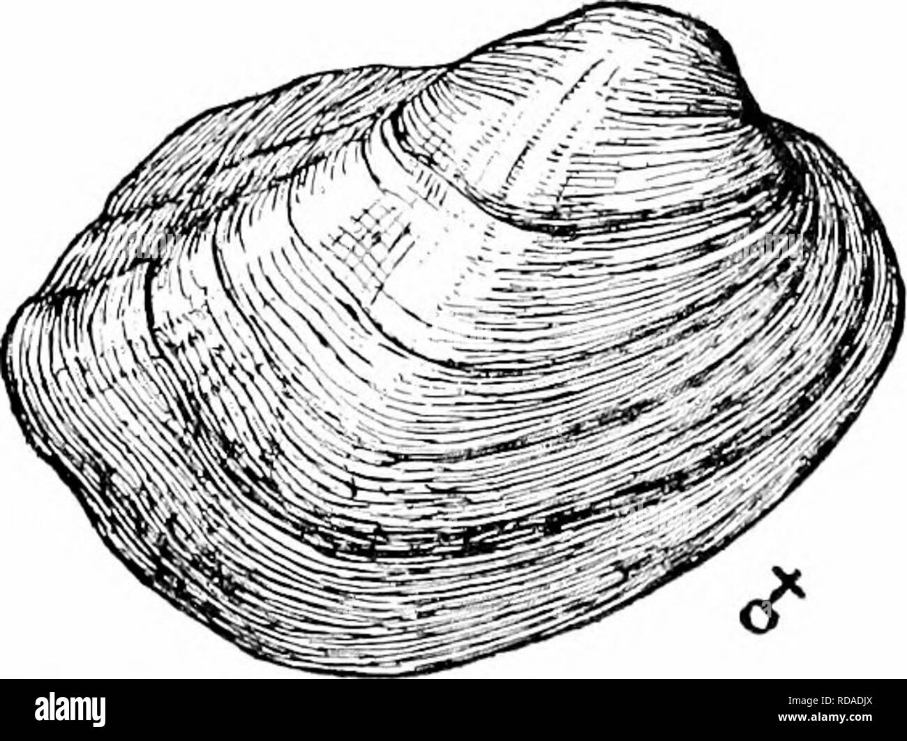 . Fresh-water biology. Freshwater biology. Fig. 1508. 143 (144) Male shell with a wide, radiating, shallow depression in front of the posterior ridge. Female with a small, rounded, well-defined radial post-basal swelling. Subgenus Scalcnaria Agassiz. The type, Truncilla sulcata Lea (Fig. 1509), ranges from the Tennessee River north to southern iVIichigan. Two other species occur in Tennessee and Georgia.. Please note that these images are extracted from scanned page images that may have been digitally enhanced for readability - coloration and appearance of these illustrations may not perfectly Stock Photo