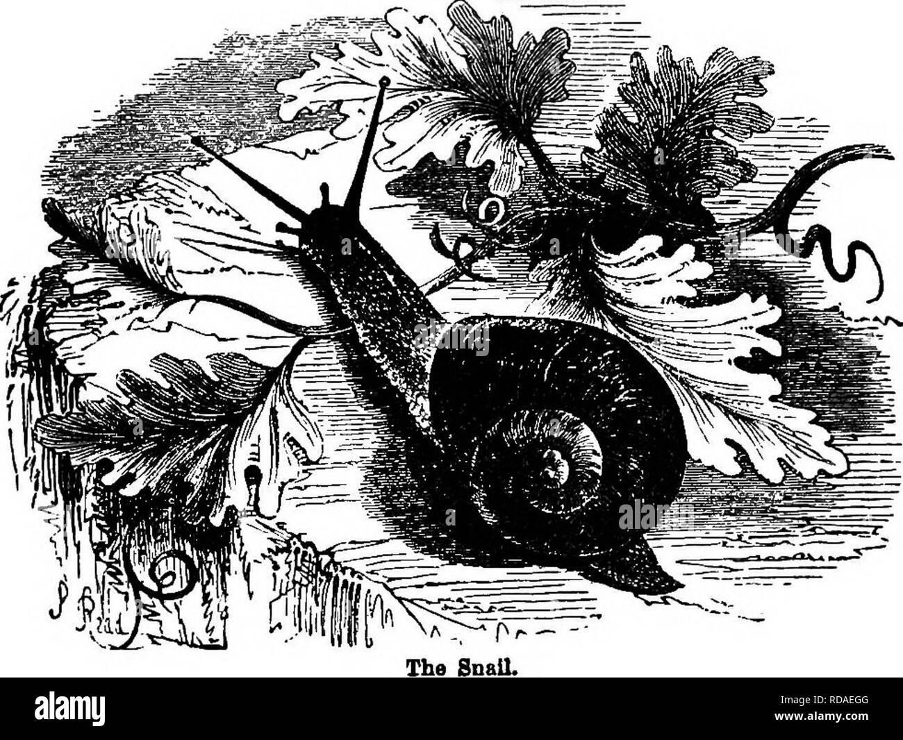 Insects in arms Black and White Stock Photos & Images - Alamy
