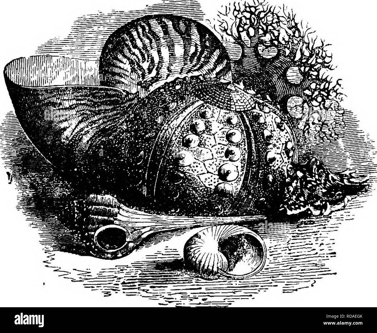 Illustrated natural history : comprising descriptions of animals, birds,  fishes, reptiles, insects, etc., with sketches of their peculiar habits and  characteristics . Zoology. MOLLUSKB 403. Shells. ried on by either one