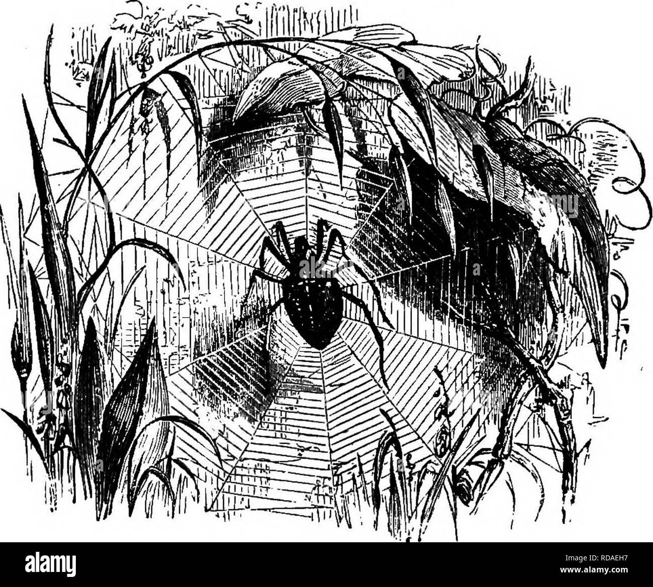 Spider insect characteristics hi-res stock photography and images - Alamy