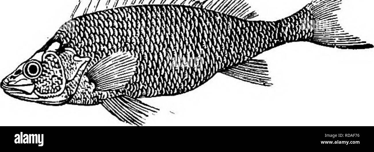 Perch Mate Black And White Stock Photos Images Alamy