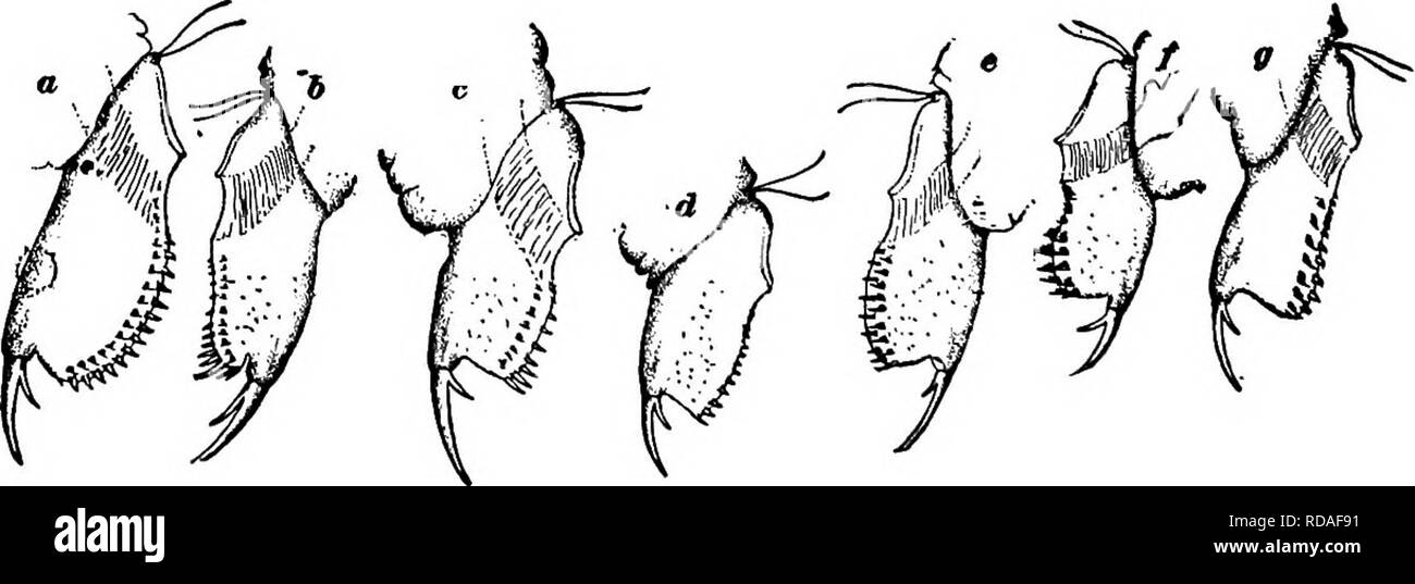 . Fresh-water biology. Freshwater biology. Fig. 1129. a, Alona quadrangularis; b, Oxyurella tenuicaudls; c, Alona costala; d, Alona guttata; e, Alona rectangula; /, Alona rectangula var. palchra; g, Alona intermedia. These figures are not drawn to the same scale.. Please note that these images are extracted from scanned page images that may have been digitally enhanced for readability - coloration and appearance of these illustrations may not perfectly resemble the original work.. Ward, Henry Baldwin, 1865-1945; Whipple, George Chandler, 1866-1924. joint author. New York, John Wiley &amp; sons Stock Photo