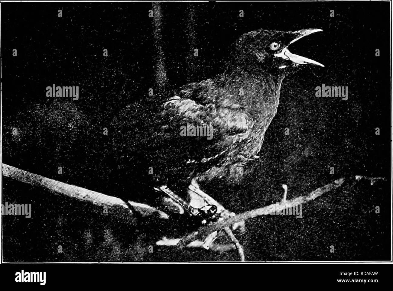 . Photography for the sportsman naturalist. Nature photography; Photography. Photogmpbing Birds and tbelr Young 185 they are then sometimes short of food and con- tinuahy on the lookout for it. A good plan is to bait a spot repeatedly for several days before attempting to do any photographing. Then set up your camera, focussed upon some of the bait, and, retiring to a distance, wait until the birds. American Crow. come to that particular spot, making the exposure by means of the long tubing. If this is done near a building, you can do your waiting indoors in greater comfort. At this season of  Stock Photo