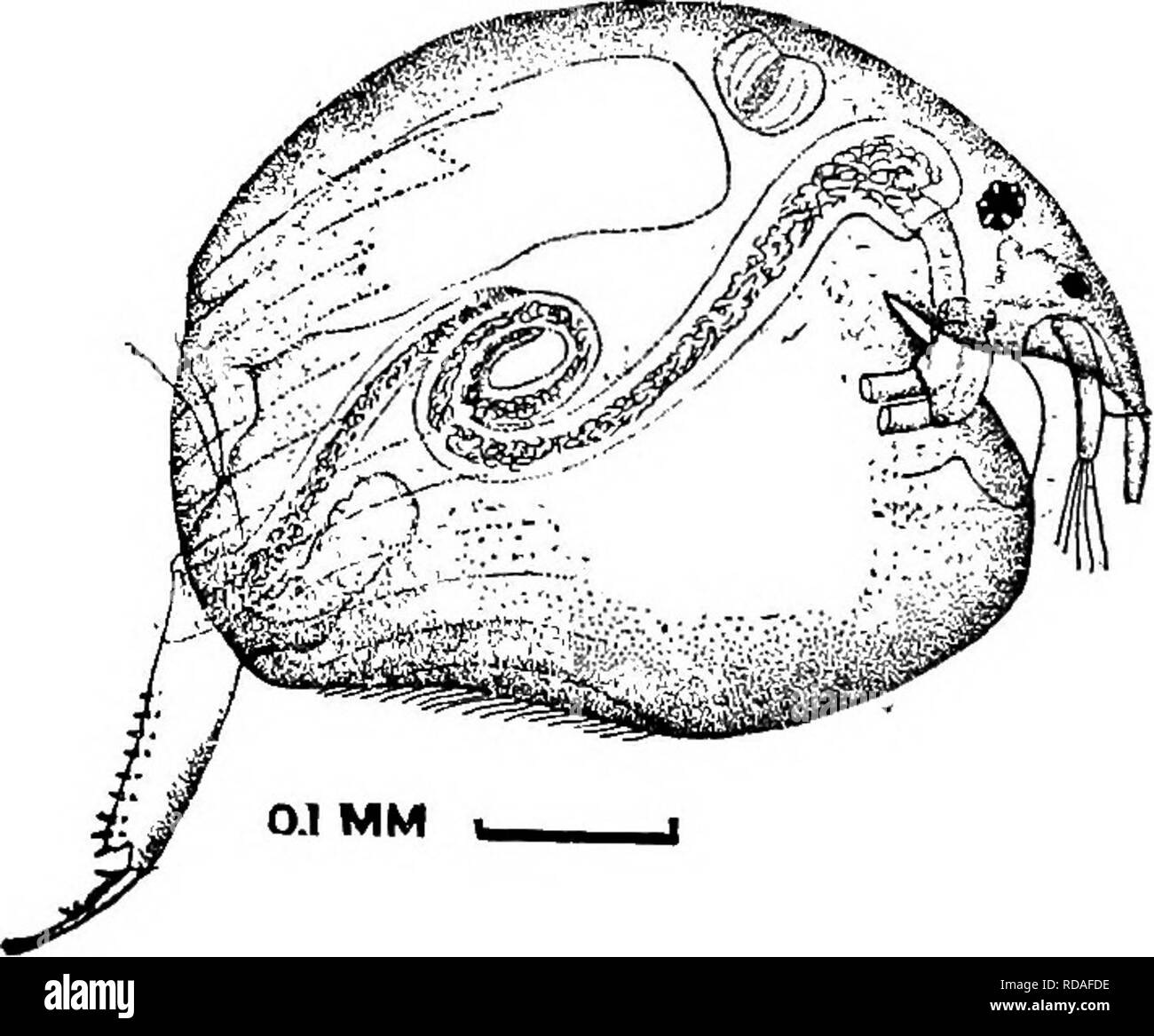 . Fresh-water biology. Freshwater biology. 0.1 MM. 127 (126) Post-abdomen with 20-30 marginal denticles. Camptocercus macrurus (O. F. Miiller) 1785. Much Uke the preceding. Very rare, but reported from most regions in the United States. Undoubtedly the preceding species has been mistaken for this by some observers. 128 (125) Crest on valves only. Kurzia Dybowski and Grochowski 1894. This genus is Alonopsis (part) of older authors; Pseudalona Sars, Sole American species Kurzia latissima (Kurz) 1874.. General form subguadrate; greatly compressed; but with only slight crest on back, none on head. Stock Photo