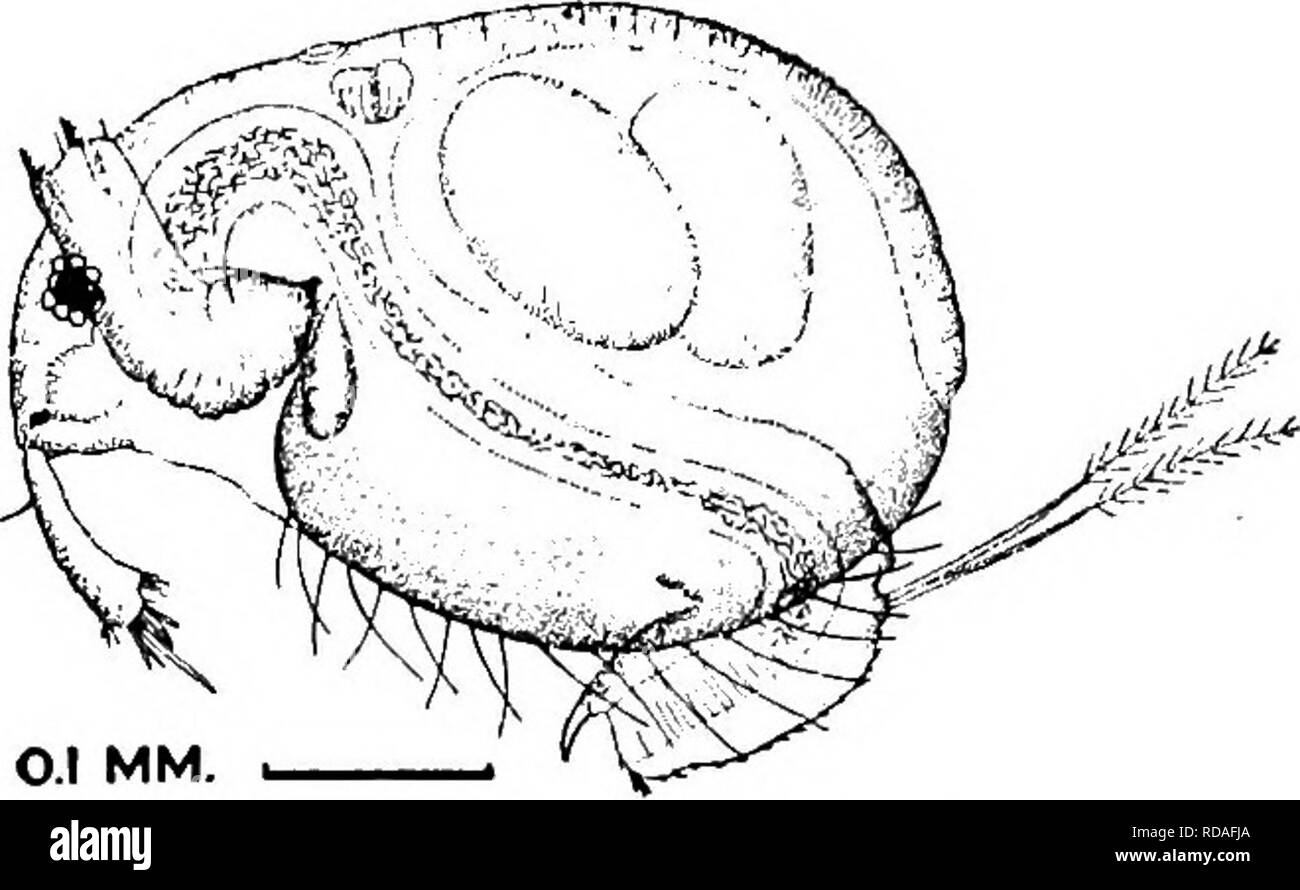 . Fresh-water biology. Freshwater biology. 714 FRESH-WATER BIOLOGY no (in) Post-abdomen not bilobed. Macrothrix laticornis {Juiiae) 1820. Form round-ovate. Valves crested, the dorsal edge serrate with fine teeth. Head evenly rounded. Labrum with large triangular process. Antennule broader distally; a setiferous projec- tion on posterior margin near apex; anterior margin with several fine in- cisions and clusters or rows of hairs; olfactory setae conspicuously unequal. Post-abdomen with numerous fine spines and hairs; anus terminal. Claws small. Color grayish white or yellowish. Length, 9 • °-S Stock Photo
